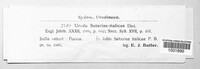 Uredo setariae-italicae image